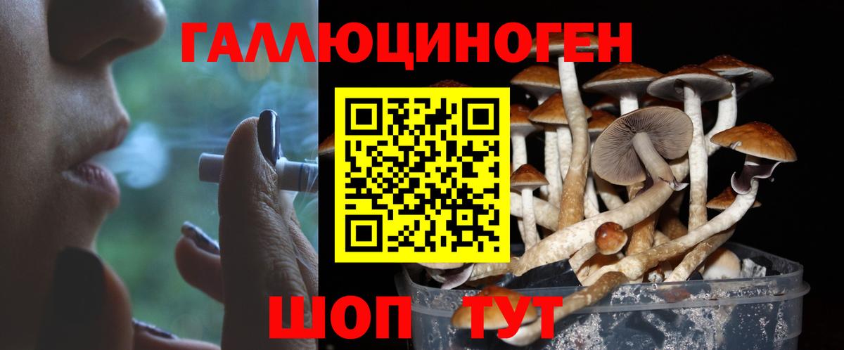 Галлюциногенные грибы Psilocybe Тихорецк